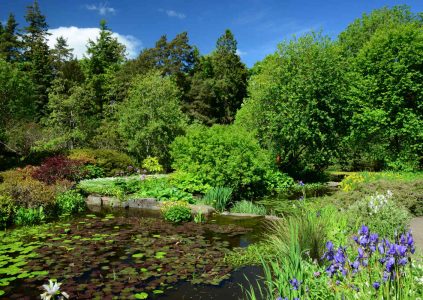 Pond at St Andrews Botanic Garden in Fife
