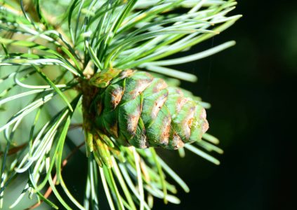 Close up of pine cone on tree