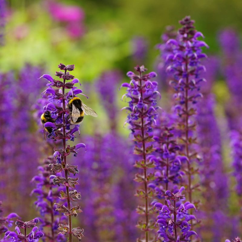 Bees pollinating beautiful purple summer flowers in botanic gardens in St Andrews, Scotland