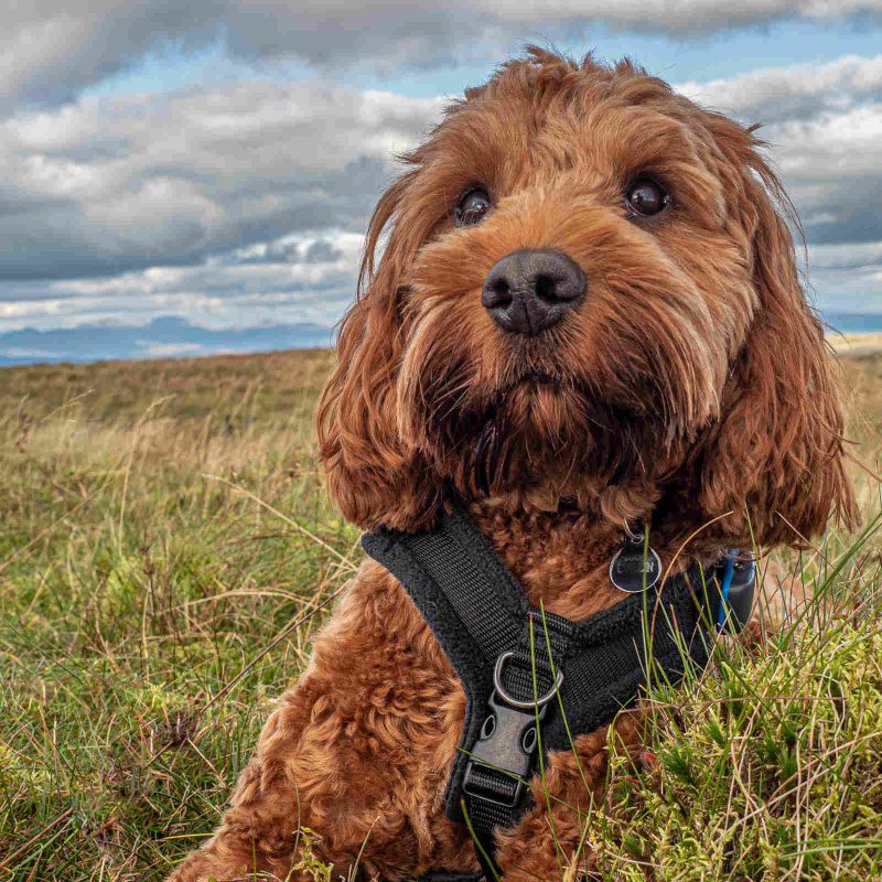 Cockapoo playing in a field in Scotland