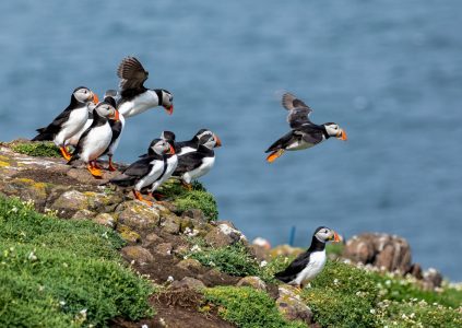 Puffins on the Isle of May, Scotland