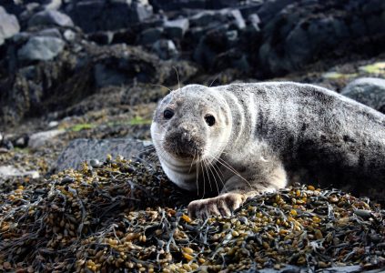 Grey seal on the Isle of May