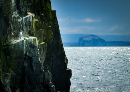 Sea birds nesting on the rocks