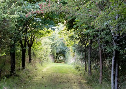 Tree tunnel walk at Kingsbarns near St Andrews