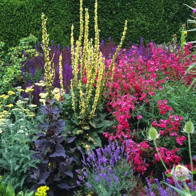 A colourful herbaceous border